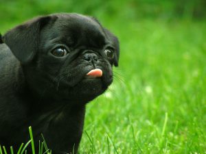 pugdog